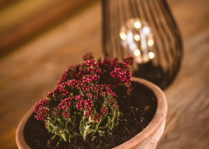 Pocitniska Hisa Car *